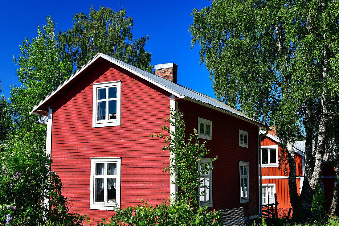 Red Swedish house with birch trees